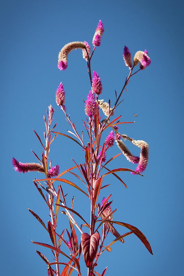 Celosia Flower 105 Photograph by Rich Franco