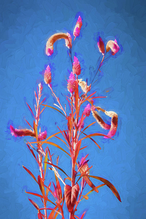 Celosia Flower 107 Photograph by Rich Franco