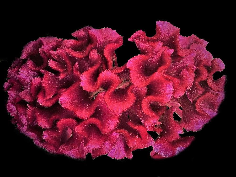 Celosia or Cockscomb from Above Photograph by Angela Davies