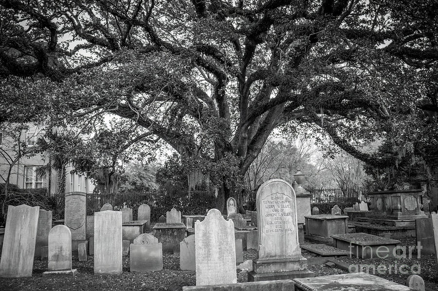 Cemetery, Charleston, S.C. - black/white Photograph by Sturgeon Photography