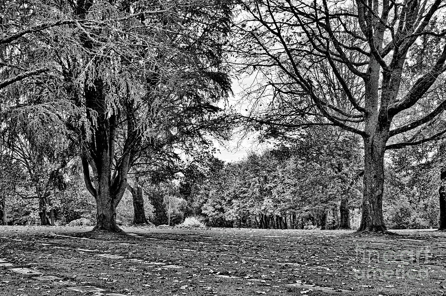 Black And White Photograph - Cemetery Trees I by Brenton Cooper