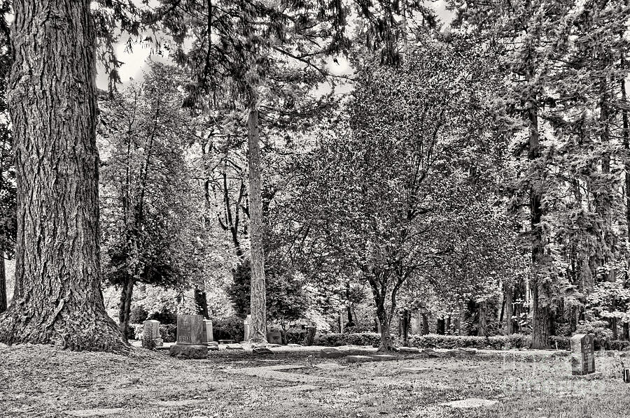 Black And White Photograph - Cemetery Trees II by Brenton Cooper