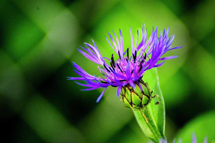 Centaurea Photograph by Michael Osinski - Fine Art America