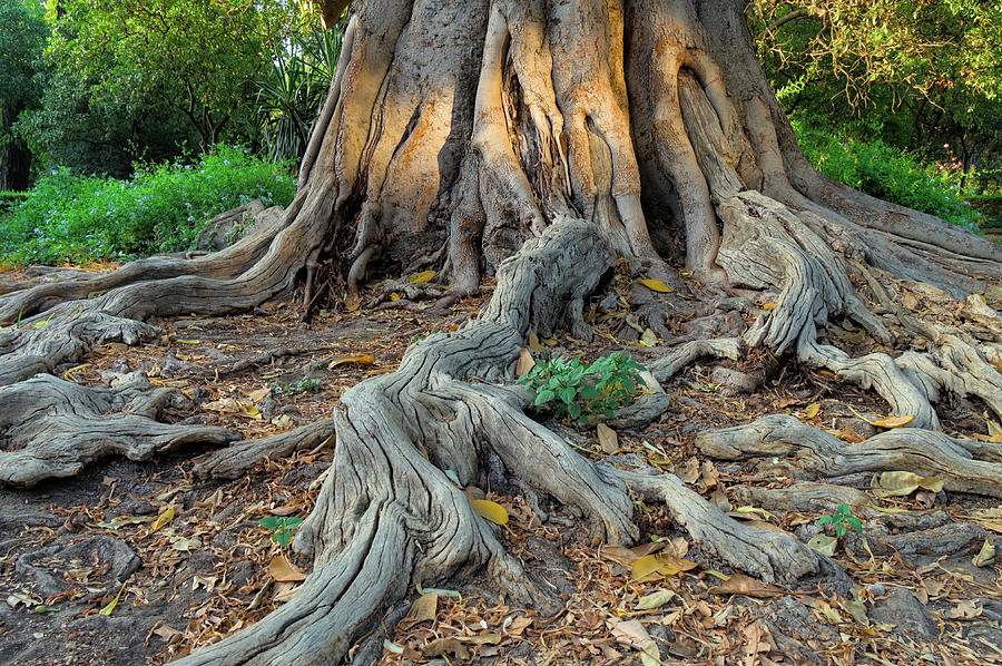 Nature Photograph - Centenarian Tree in Seville Garden by Angelo DeVal