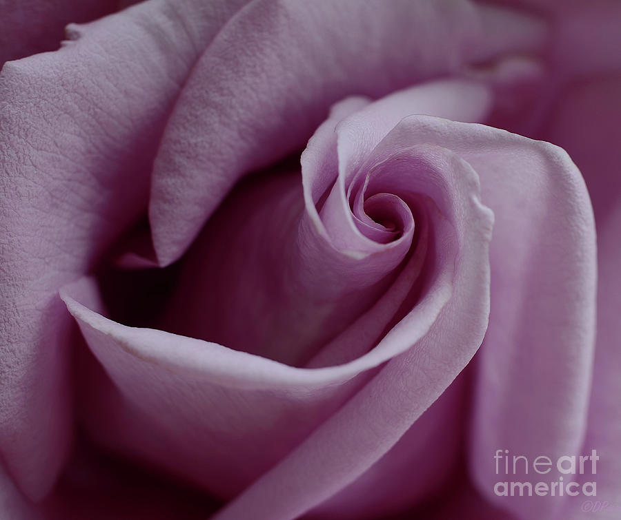 Rose Photograph - Center Curl by Debby Pueschel
