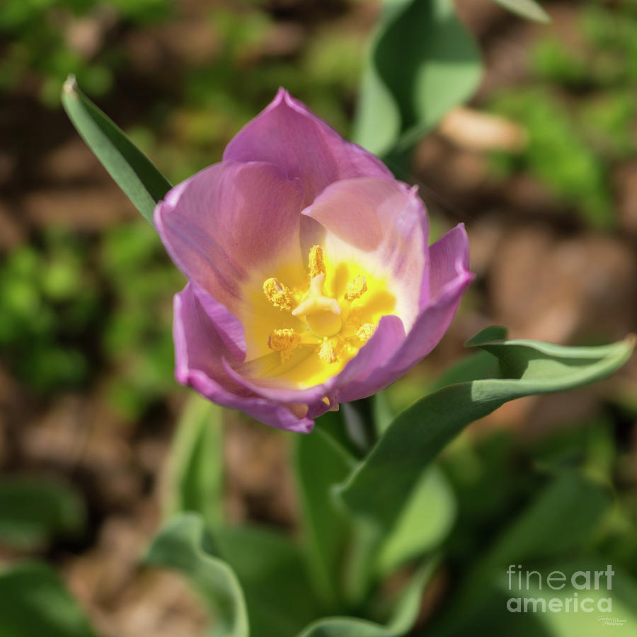 Center Of A Purple Tulip Photograph by Jennifer White