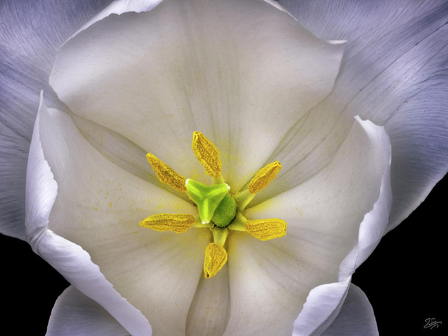 Center Of A Tulip Photograph by Endre Balogh