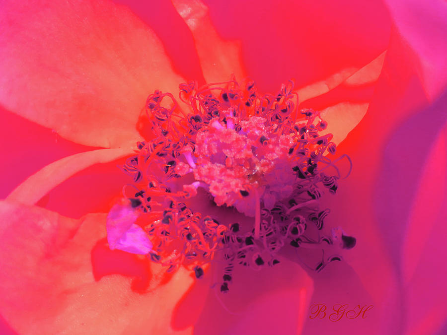 Center of Attention Rose - Floral Photography - Roses From Our Gardens - Flower Art Photograph by Brooks Garten Hauschild