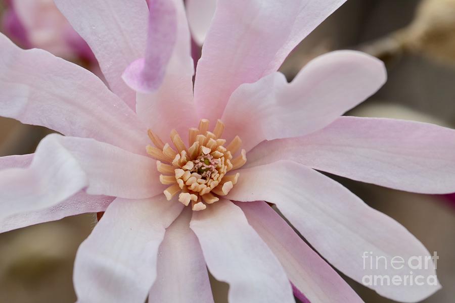Center of Pink Magnolia Photograph by Carol Groenen