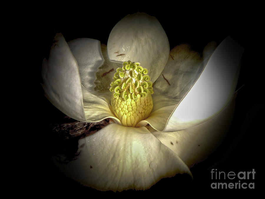 Center of the Magnolia Photograph by Judy Hall-Folde
