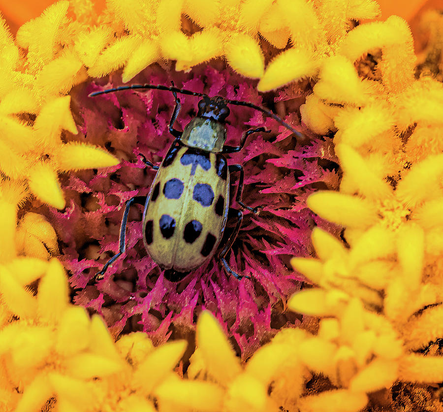 Centered Dahlia Bug Photograph by Jean Noren