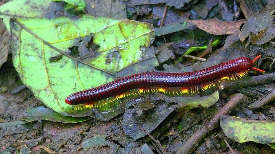 Centipede in the forest Photograph by Robert Bociaga