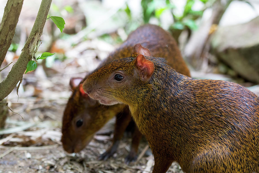 Central American Agouti Pair Photograph by David Gn
