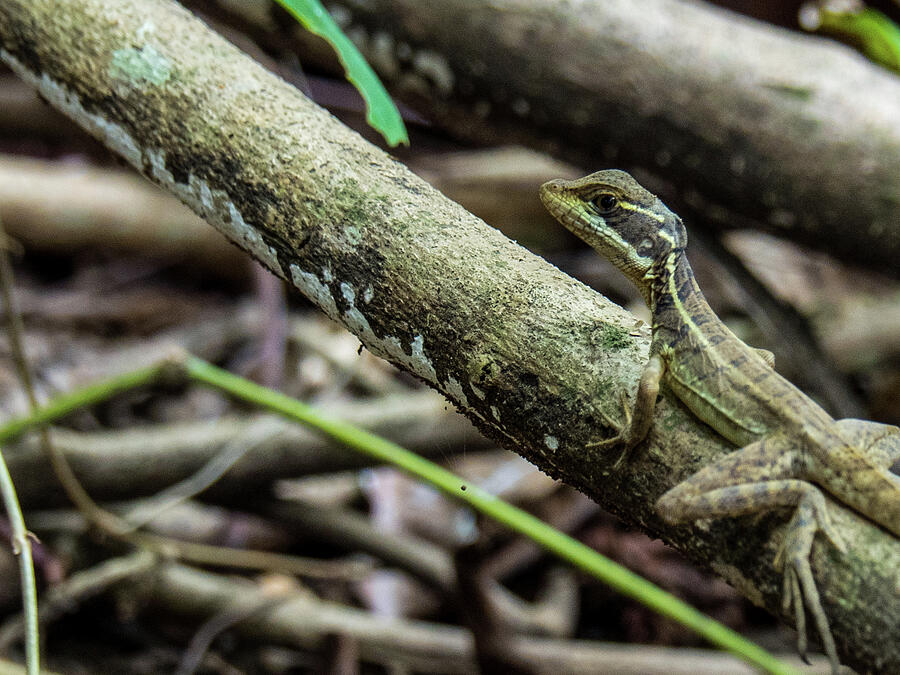 Central American Lizard in Costa Rican Jungle Photograph by Leslie Struxness Central American Lizard in Costa Rican Jungle Photograph by Leslie Struxness
