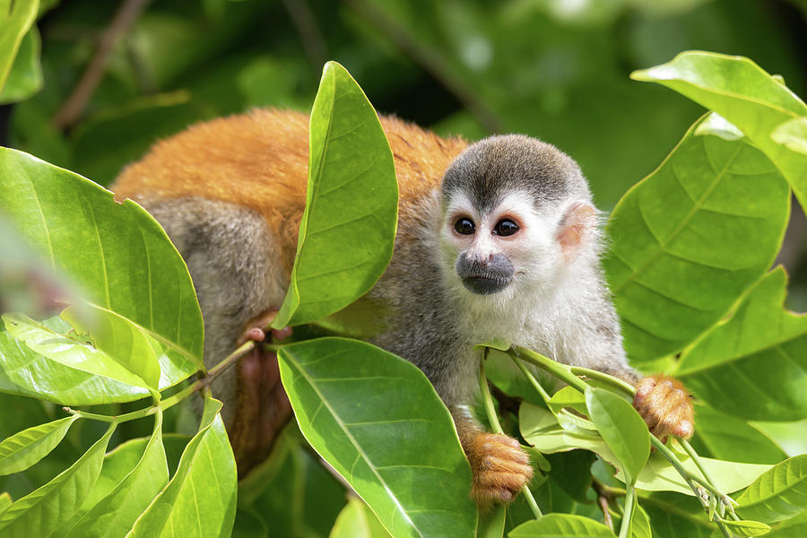 Central American squirrel monkey, Saimiri oerstedii, Quepos, Costa Rica ...