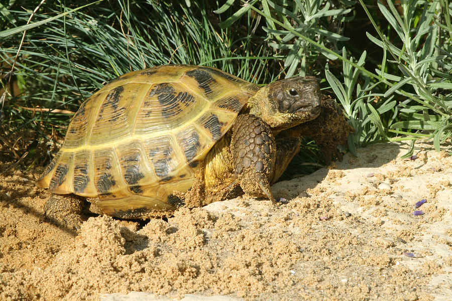 Central Asian Steppe Tortoise Photograph by Michael Redmer - Fine Art ...