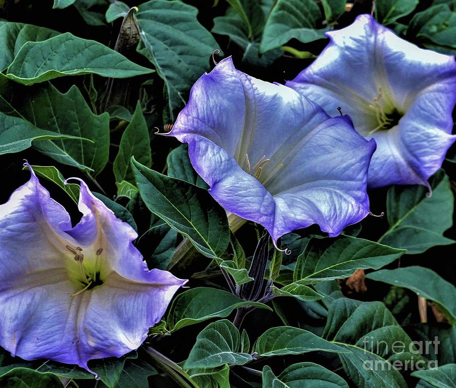 Central Coast California Datura Blooms Drawing by Kathryn Erickson