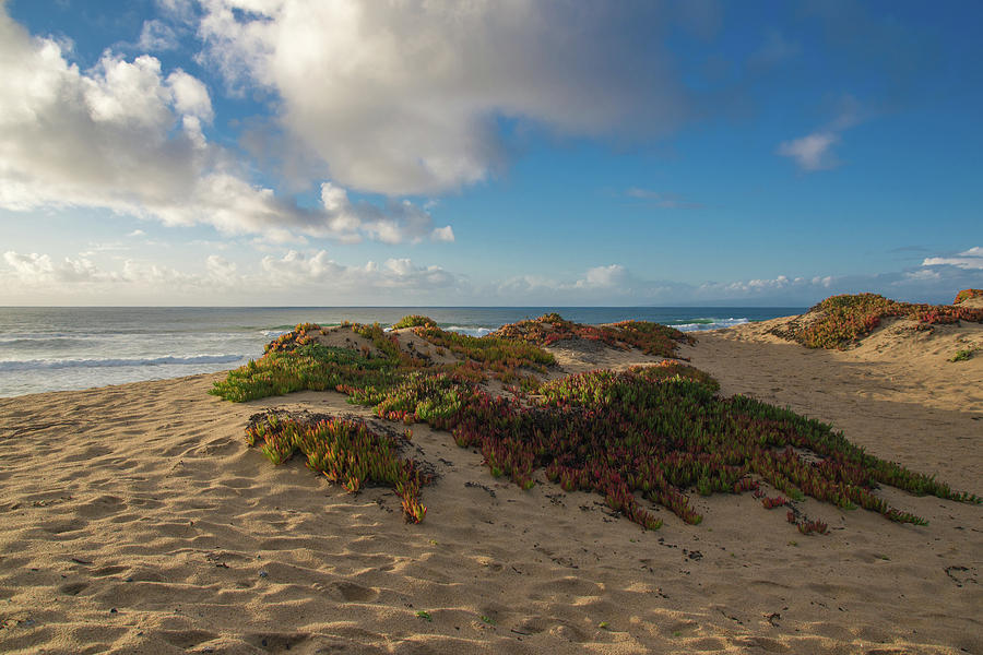 Central Coast Sand Dunes Photograph by Matthew DeGrushe