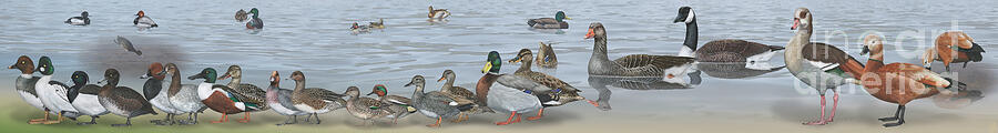Central European Waterfowls - Fine Art Print - Stock Illustration Painting