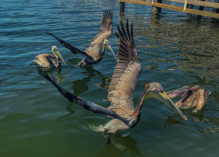 Central Florida Pelicans Eating Snapper Photograph by Matthew Bamberg