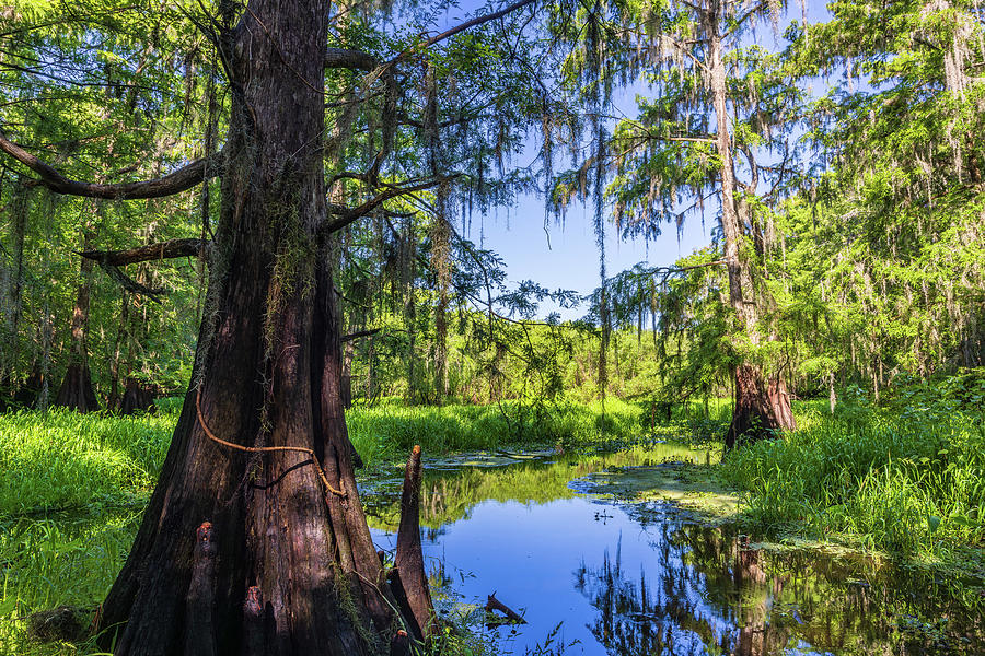 Central Florida Wetlands Vistas Photograph by Stefan Mazzola