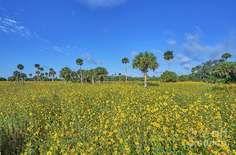 Central Florida Wildflowers Photograph by Brian Kamprath