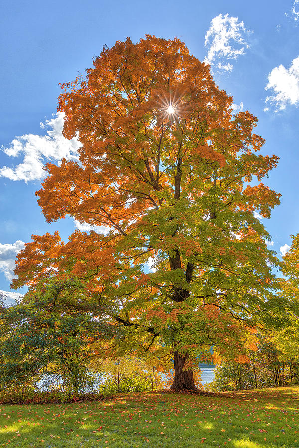 Central Massachusetts Fall Foliage Colors Photograph by Juergen Roth ...