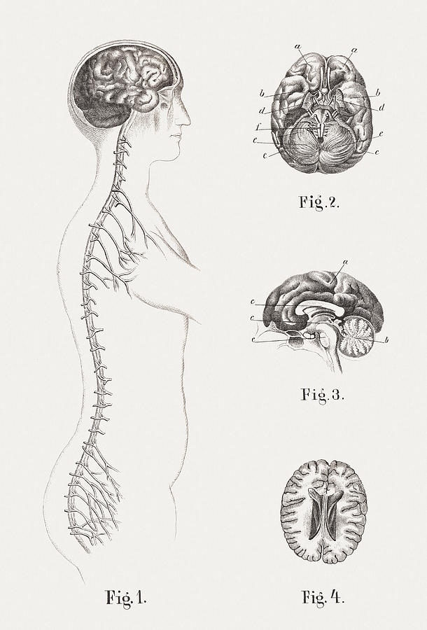 Central nervous system of humans, steel engravings, published in 1861 Drawing by Zu_09
