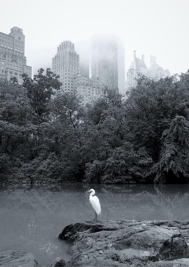 New York- Central Park Photograph by Anorel New York- Central Park Photograph by Anorel