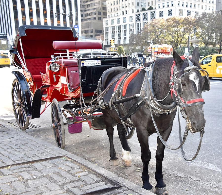 Central Park Carriage Photograph by Deb Stone - Pixels