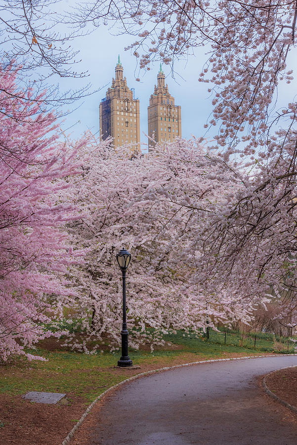 Central Park Cherry Blossoms Photograph by Terri Mongeon