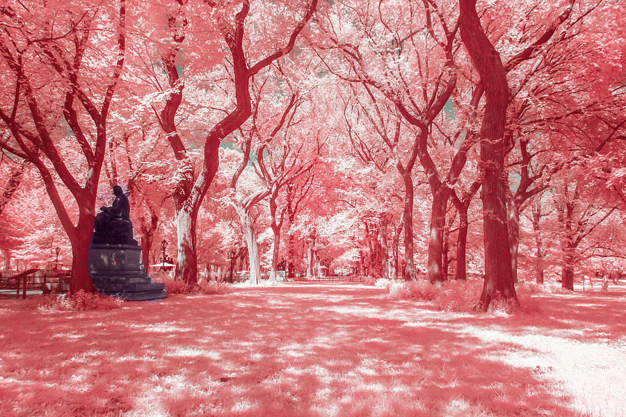 Central Park in Pink Photograph by Auden Johnson