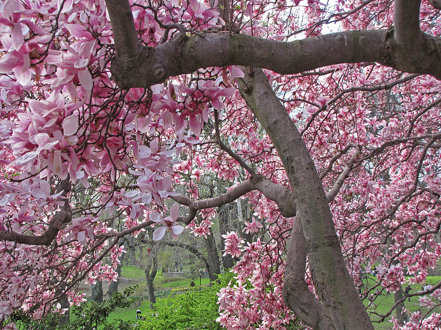 Central Park Magnolias in Spring Photograph by Lynda Lehmann