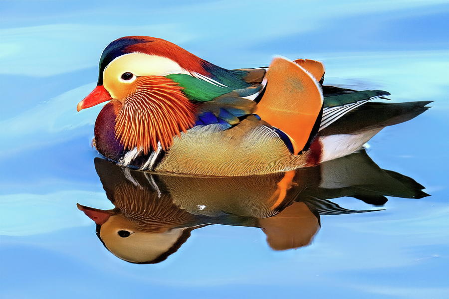 Central Park Mandarin - Most Beautiful Duck Photograph