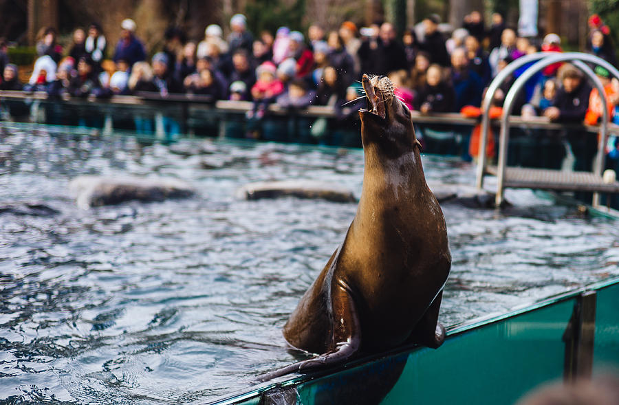 Central Park Zoo NYC, USA Photograph by Image by Christopher Jacobs