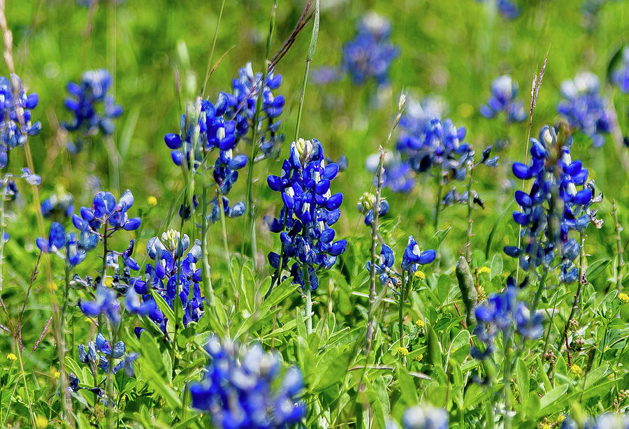 Central Texas Bluebonnets Photograph by Jeremy Stack | Fine Art America