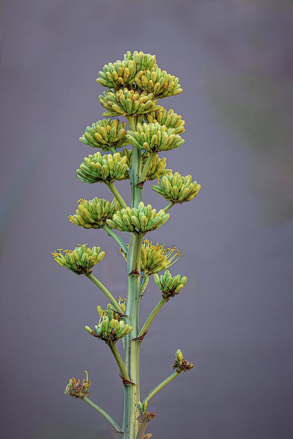 Century Plant Blooms Photograph by Linda Unger - Fine Art America