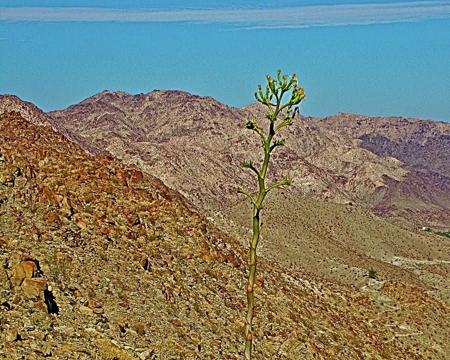 Century Plant with a Fresh Stalk on Art Smith Trail in Santa Rosa-San Jacinto National Monument, Cal Photograph by Ruth Hager
