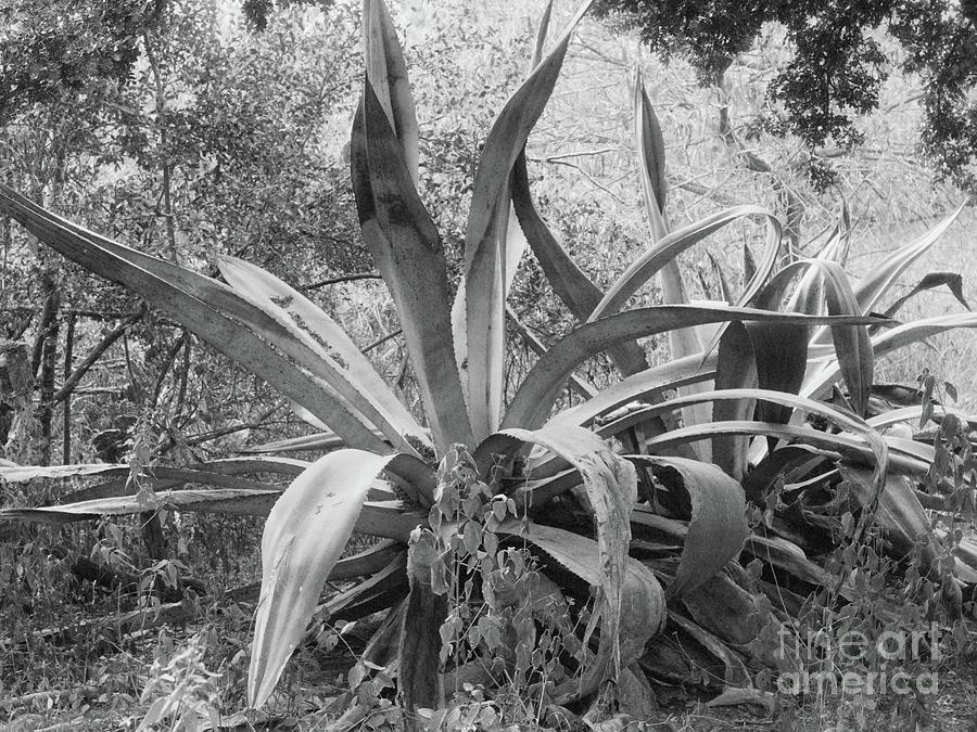 Century Plants In Black And White Photograph