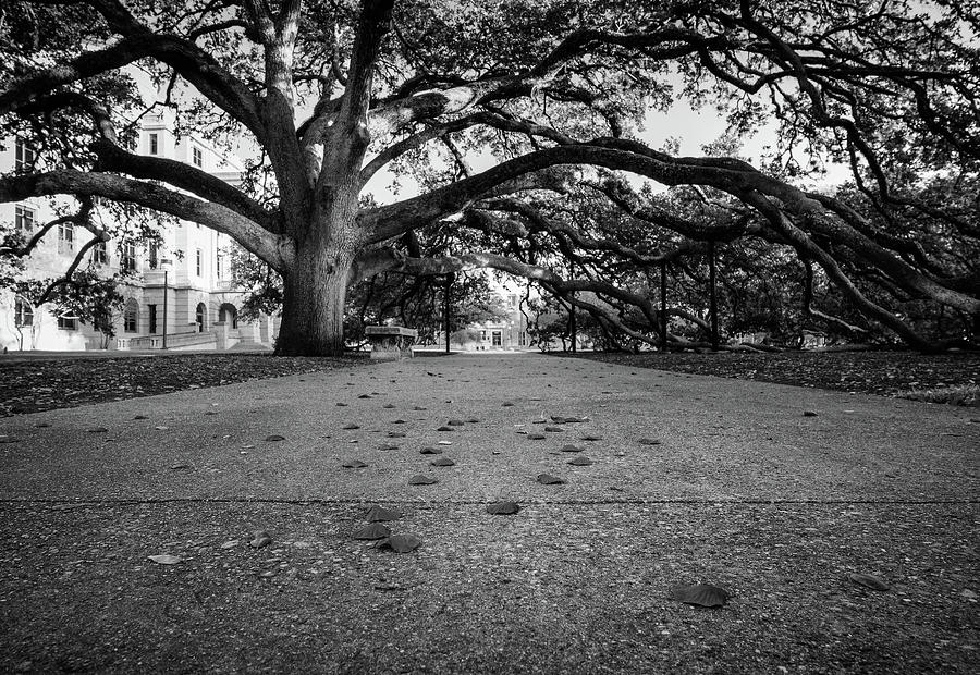 College Station Photograph - Century Tree at TAMU Black and White by Trevor Parker