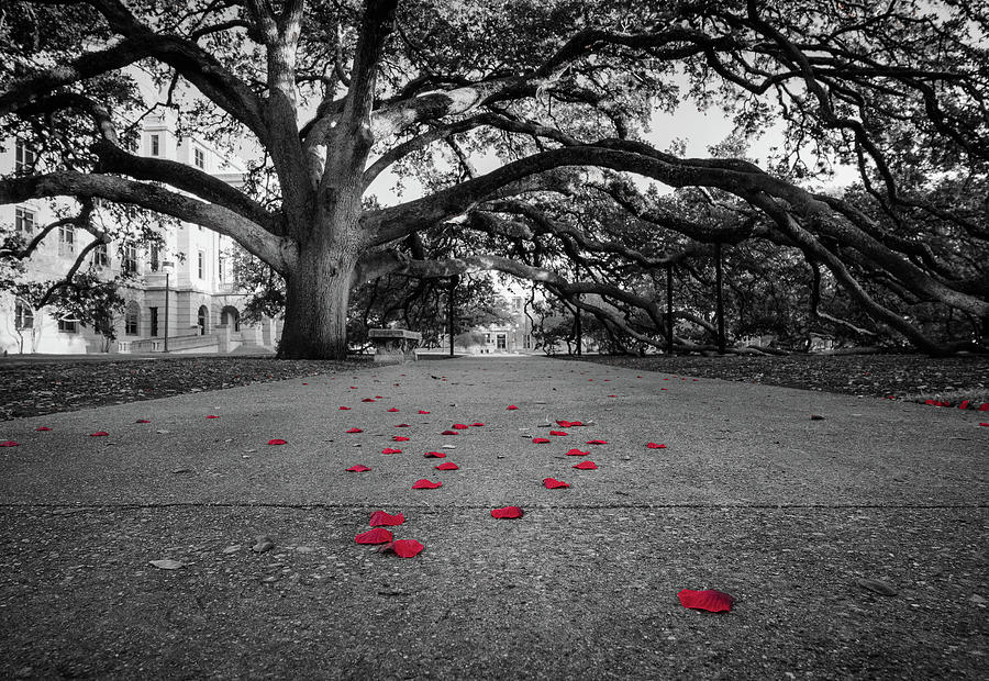 College Station Photograph - Century Tree at TAMU Red Saturation by Trevor Parker