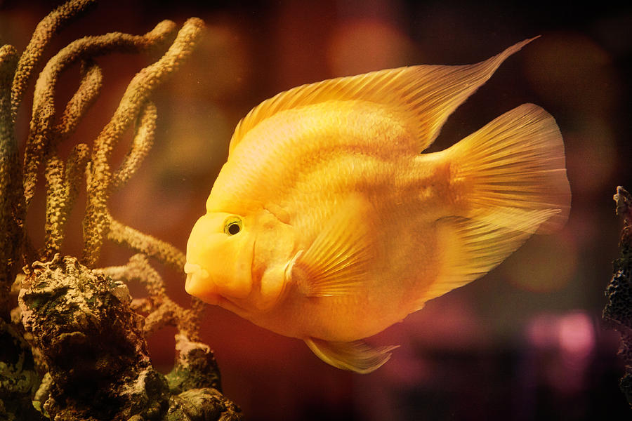 Cleo the Golden Fish Photograph by Tatiana Travelways