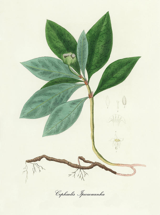 Nature Digital Art - Cephae  lpecacuanha - Ipecac - Medical Botany - Vintage Botanical Illustration - Plants and Herbs by Studio Grafiikka