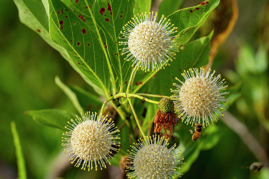 Cephalanthus occidentalis Photograph by Todd Tucker