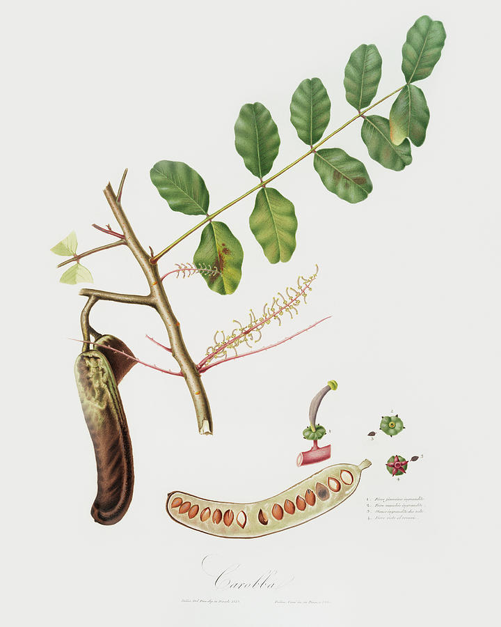 Fruit Digital Art -  Ceratonia Italiana  Giorgio Gallesio  by Celestial Images