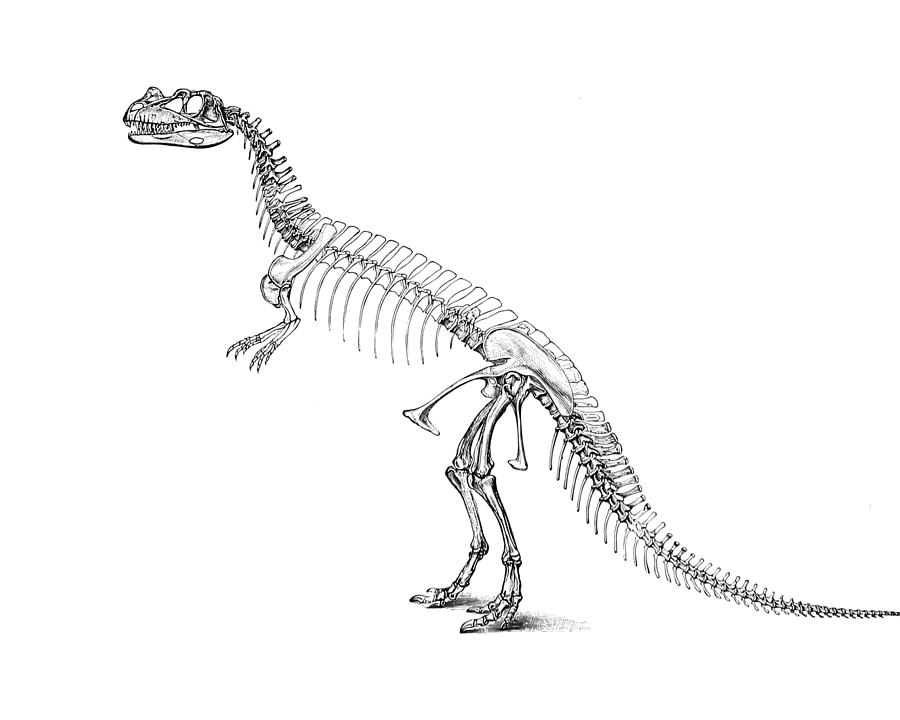 Dinosaur Digital Art - Ceratosaurus Anatomy by Madame Memento