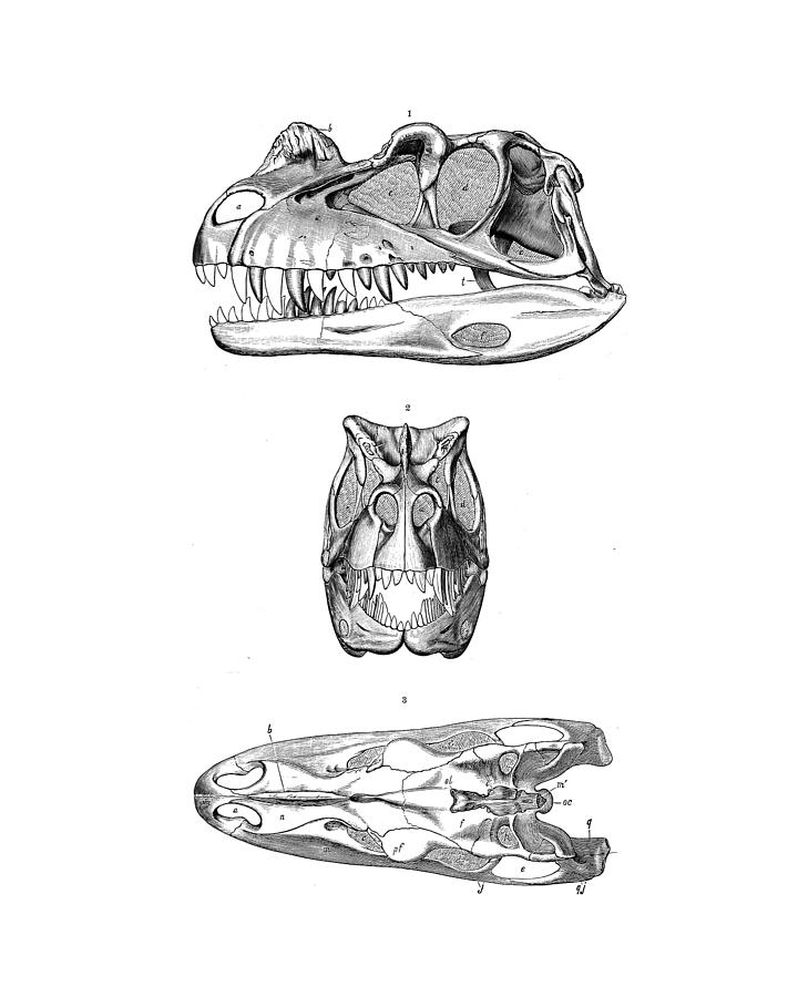 Prehistoric Digital Art - Ceratosaurus skulls in black and white by Madame Memento