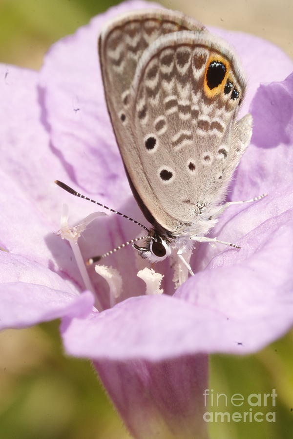 Ceraunus Blue Butterfly Photograph by Karen Lindquist