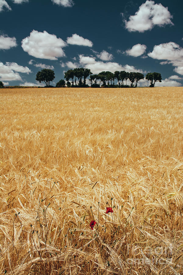 Cereal field with poppies Photograph by Vicente Sargues