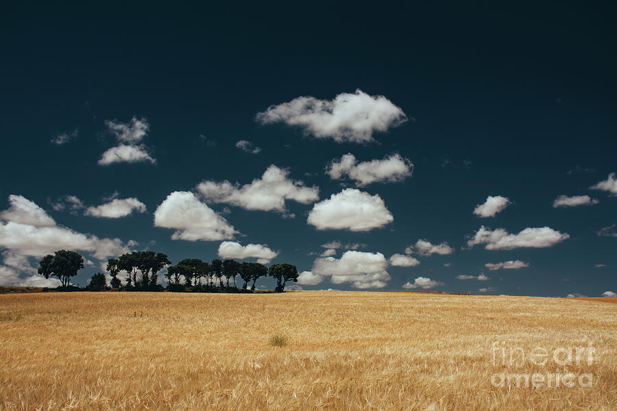 Cereal fields and clouds Photograph by Vicente Sargues